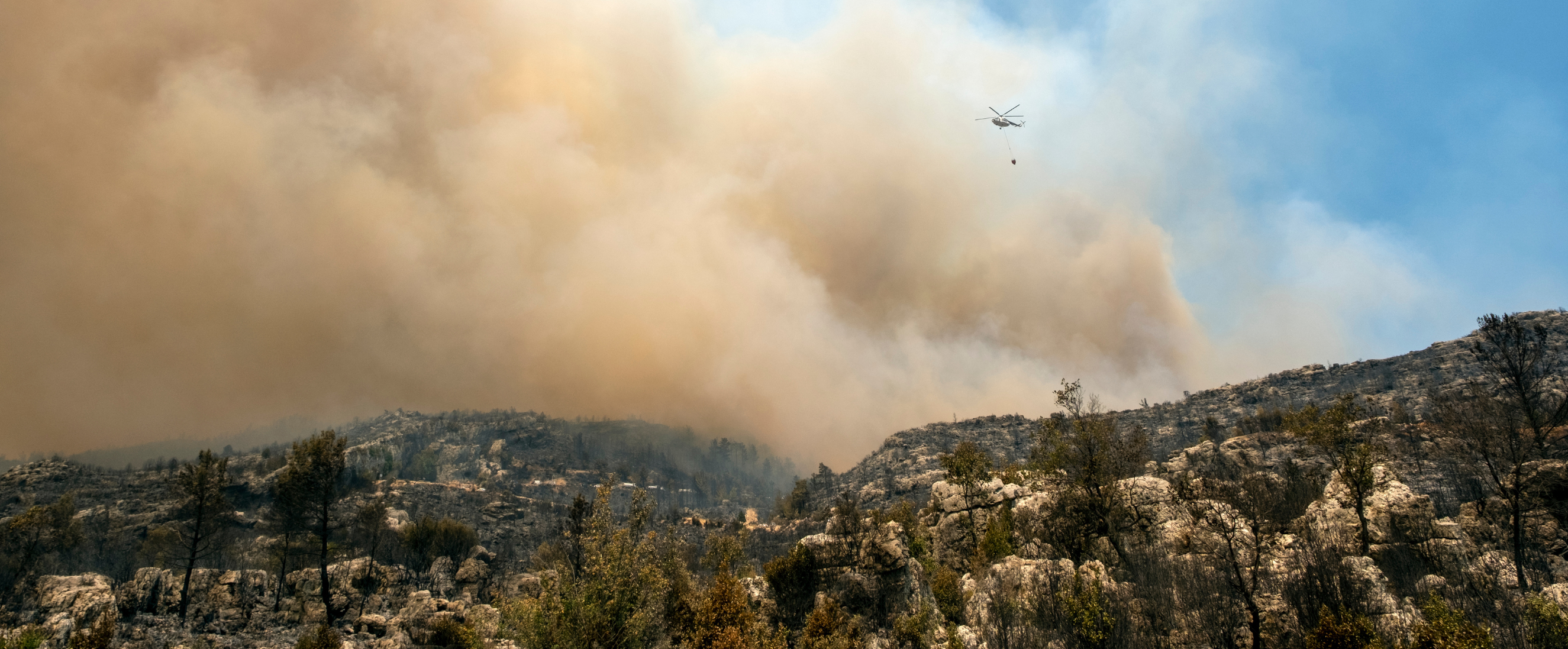 Wildfire forest